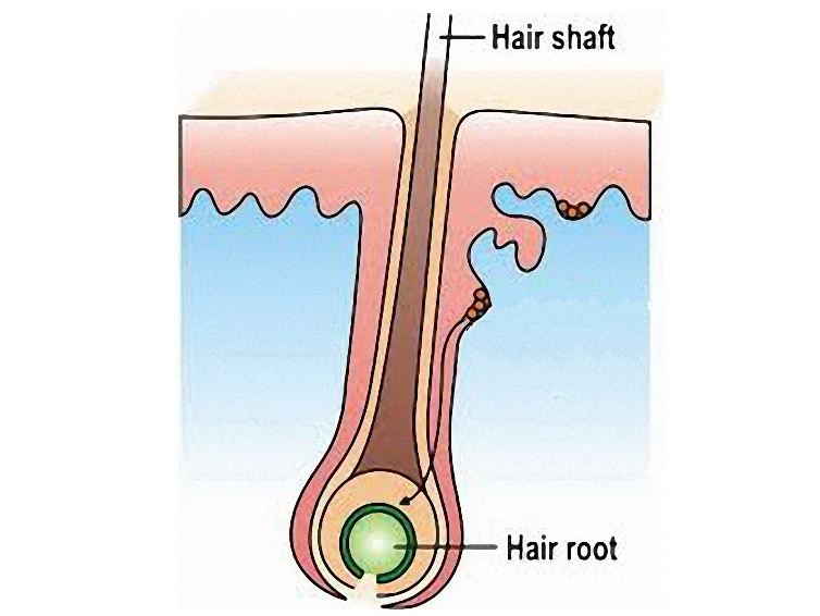 How To Strengthen Hair Roots
