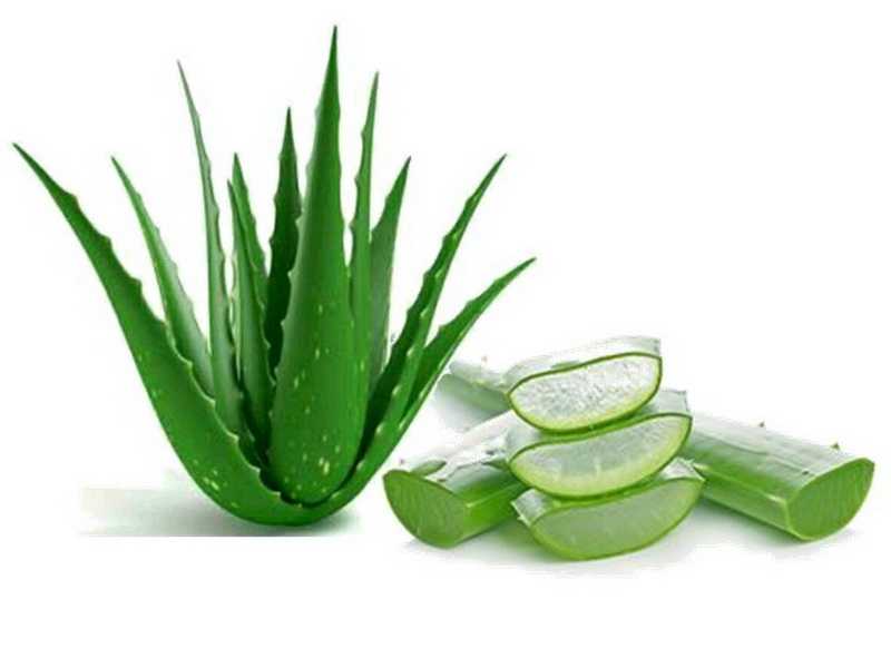 What aloe vera benefits for hair growth?Baldness is a scary thing for some ...