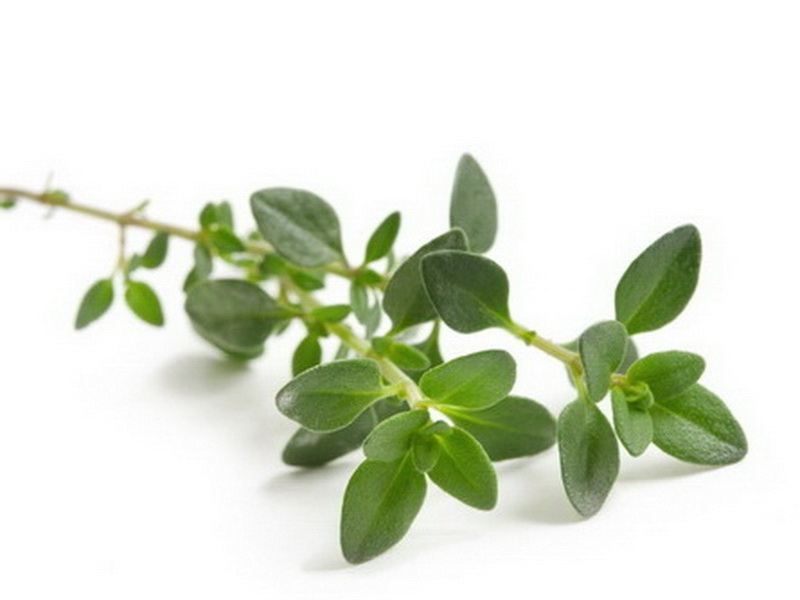 Thyme Benefits For Hair