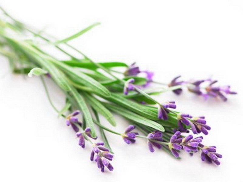 Benefits Of Lavender Oil For Hair